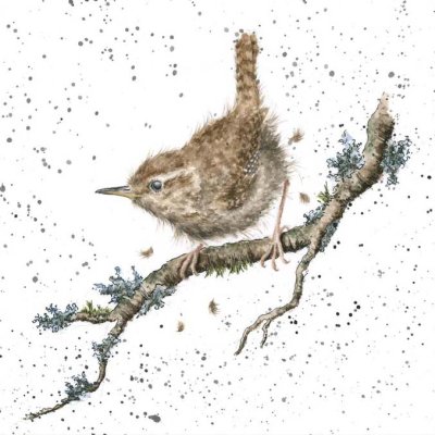 'King of the Birds' wren on a branch artwork print