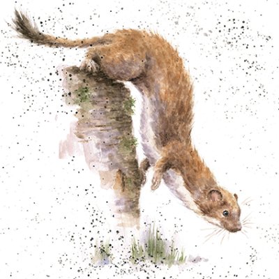 'The Hunter' stoat artwork print