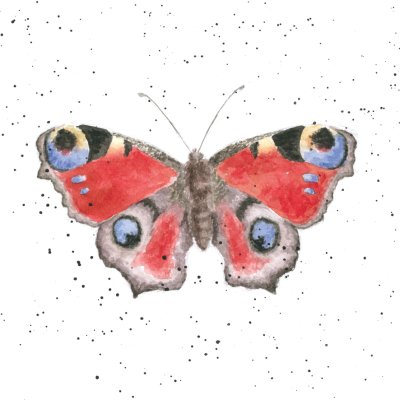 'The Peacock' peacock butterfly artwork print