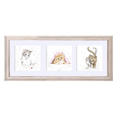 Cat framed trio of prints