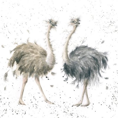 'Birdy' Ostrich artwork print